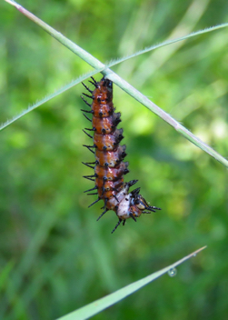 Gulf Fritillary caterpillar beginning to pupate